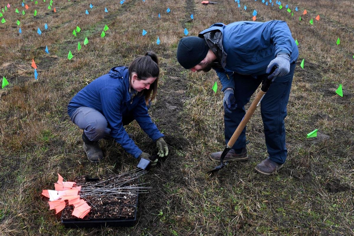 Hannah Long and Robert Loren, volunteers from Lower Columbia Gardens, plant camas bulbs at the Cowlitz Indian Tribe's second camas planting event of the season on Friday, Jan. 27, in Toledo. Volunteers planted an additional 2,000 bulbs.